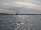IMG_2863.jpg
